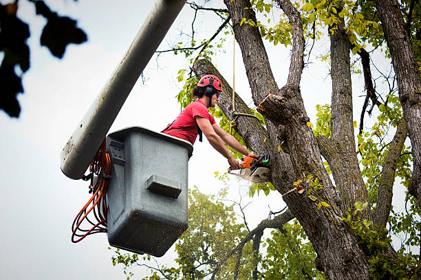 Large Tree Removal in Hillsville, VA